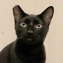 Thumbnail photo of Ruffio #3