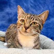 Thumbnail photo of ODIE #1