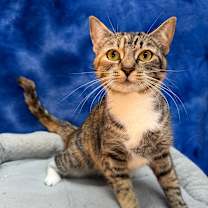 Thumbnail photo of ODIE #4