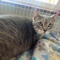 Thumbnail photo of Nula #2