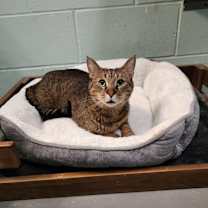 Thumbnail photo of Tiger #4