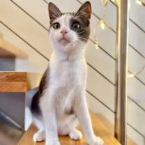 Thumbnail photo of Angry Bird #2