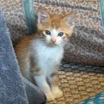 Thumbnail photo of Ginger #2