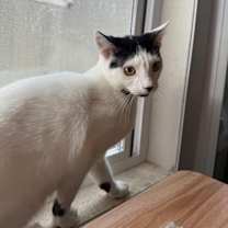 Thumbnail photo of Safari #3