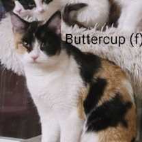 Thumbnail photo of Buttercup #2