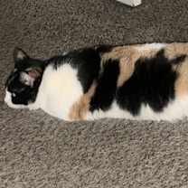 Thumbnail photo of Buttercup #3