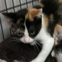 adopt-pet