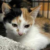 adopt-pet