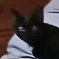 Thumbnail photo of Polly (aka Taz) #3