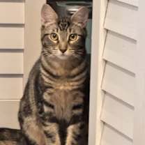 Thumbnail photo of Squid #1