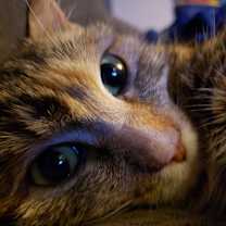 Thumbnail photo of Sunny #1