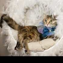 Thumbnail photo of Sunny #4