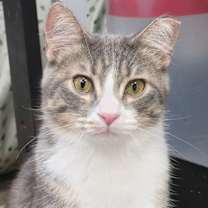 Thumbnail photo of Bodhi #1