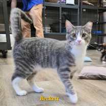 Thumbnail photo of Bodhi #2