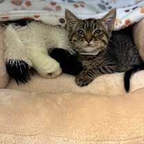 Thumbnail photo of Mocha #2