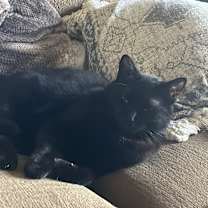 Thumbnail photo of Scudy #1