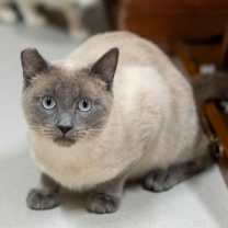 Thumbnail photo of Kory OF126 #1