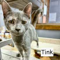 Thumbnail photo of CAT-TINK #3