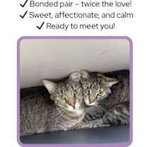 Thumbnail photo of Mufasa #2