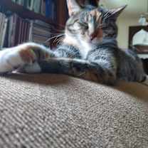 Thumbnail photo of Biscuit #1