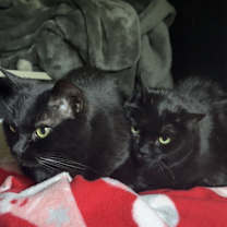 Thumbnail photo of Tabitha #3