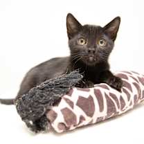 Thumbnail photo of Silk #4