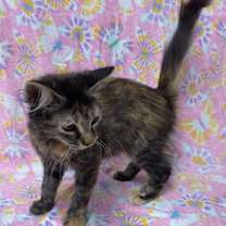 Thumbnail photo of Dianna #3