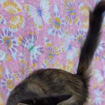 Thumbnail photo of Dianna #3