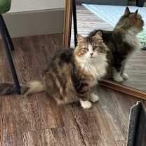 Thumbnail photo of Mrs. Mac #1