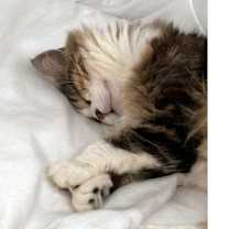 Thumbnail photo of Mrs. Mac #3