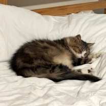 Thumbnail photo of Mrs. Mac #4