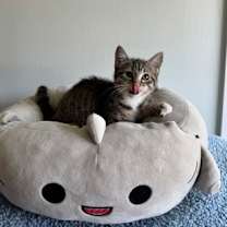 Thumbnail photo of Blue 952-25 #3