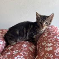 Thumbnail photo of Teddy 861-25 #2