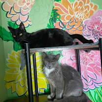 Thumbnail photo of Sirena #4