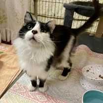 Thumbnail photo of Pamaj #2