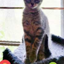 Thumbnail photo of Baxter #1