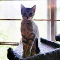 Thumbnail photo of Baxter #2