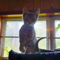 Thumbnail photo of Baxter #3