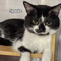 Thumbnail photo of Nina & Spade (*bonded pair) #4