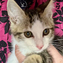 Thumbnail photo of Wolverine #3