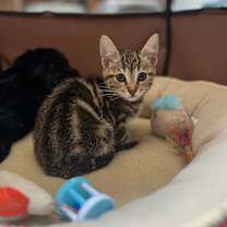 Thumbnail photo of Ella Catzgerald  #3