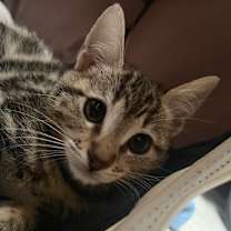 Thumbnail photo of Ella Catzgerald  #4