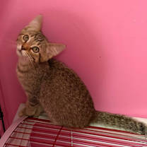 Thumbnail photo of Aiden (Dove Kit) #3