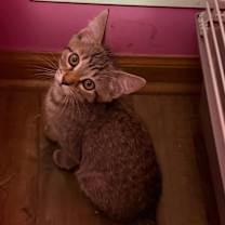 Thumbnail photo of Aiden (Dove Kit) #4