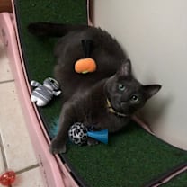 Thumbnail photo of Jasmine #4