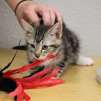 Thumbnail photo of Precious (Billing) #2