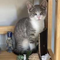 Thumbnail photo of Shelley #1