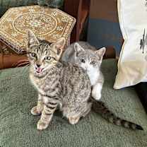 Thumbnail photo of Shelley #4