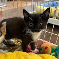 Thumbnail photo of Irving B #2