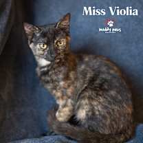 Thumbnail photo of Genteel Southern Belles: Miss Viola #2